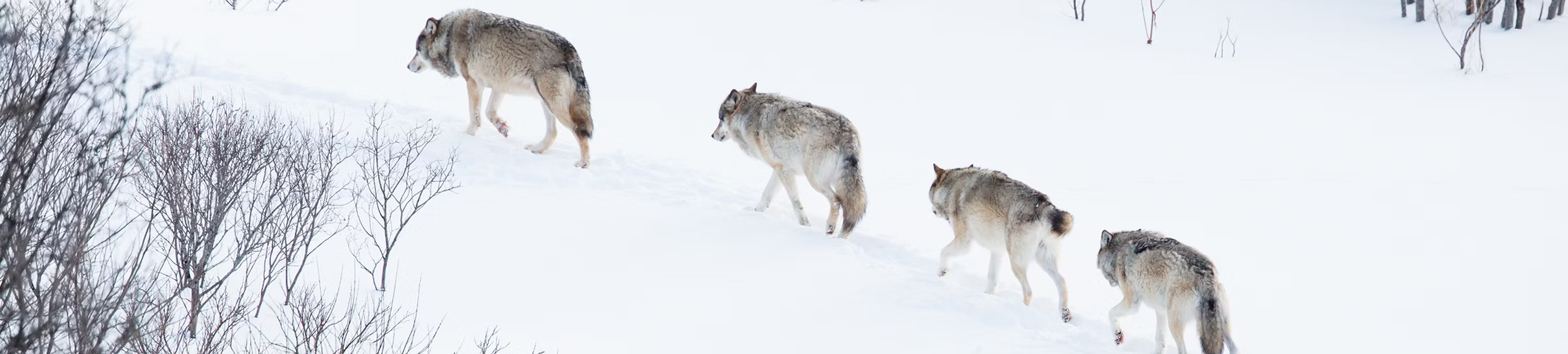 WOLF Studio Banner